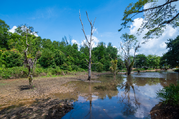 5a. Hampstead Wetlands Park_Nparks