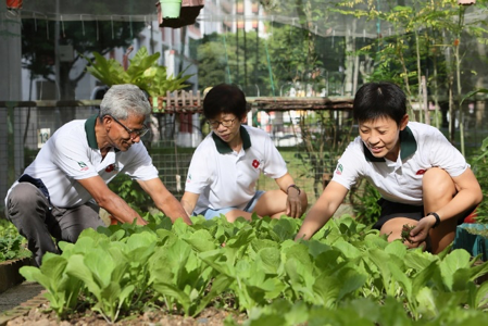 Healthy Vegetable Garden Interest Group