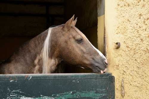 equestrian