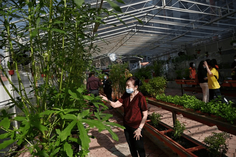 Elderly woman looking at the plants in the community garden