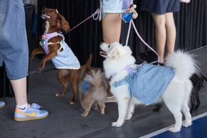 GASG NDP Live Screening (140)