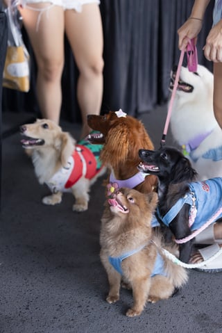 GASG NDP Live Screening (142)