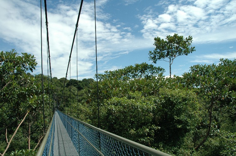 Suspension bridge in between a line of tall trees