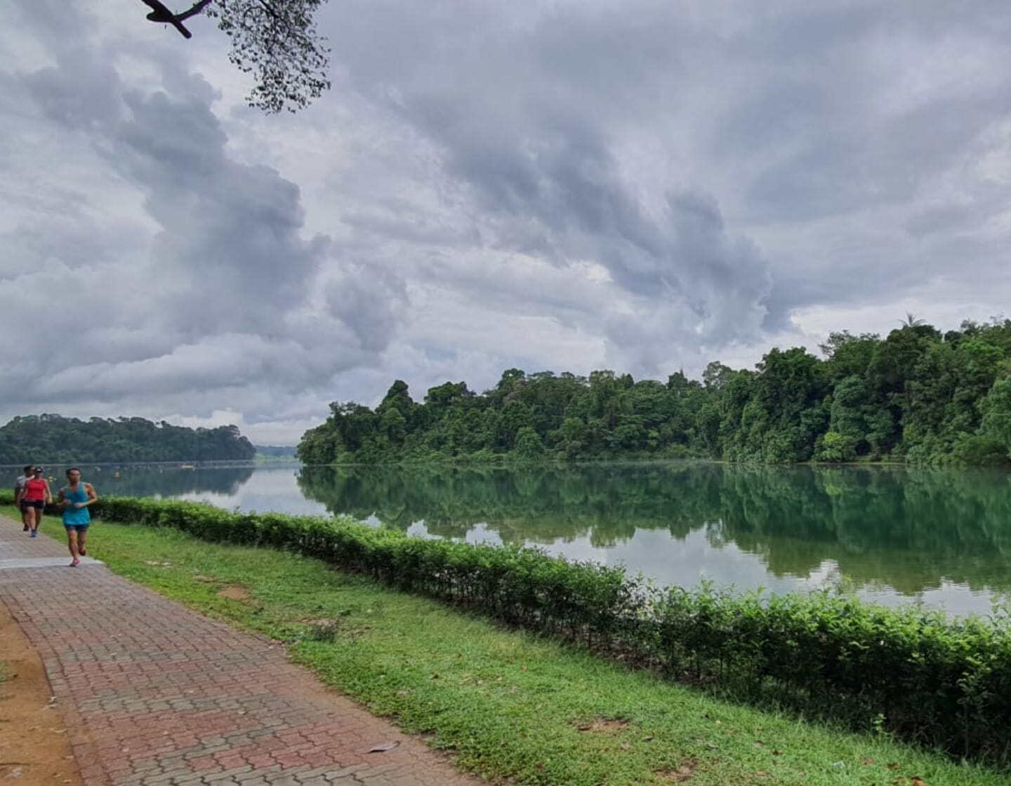 MacRitchie-Reservoir